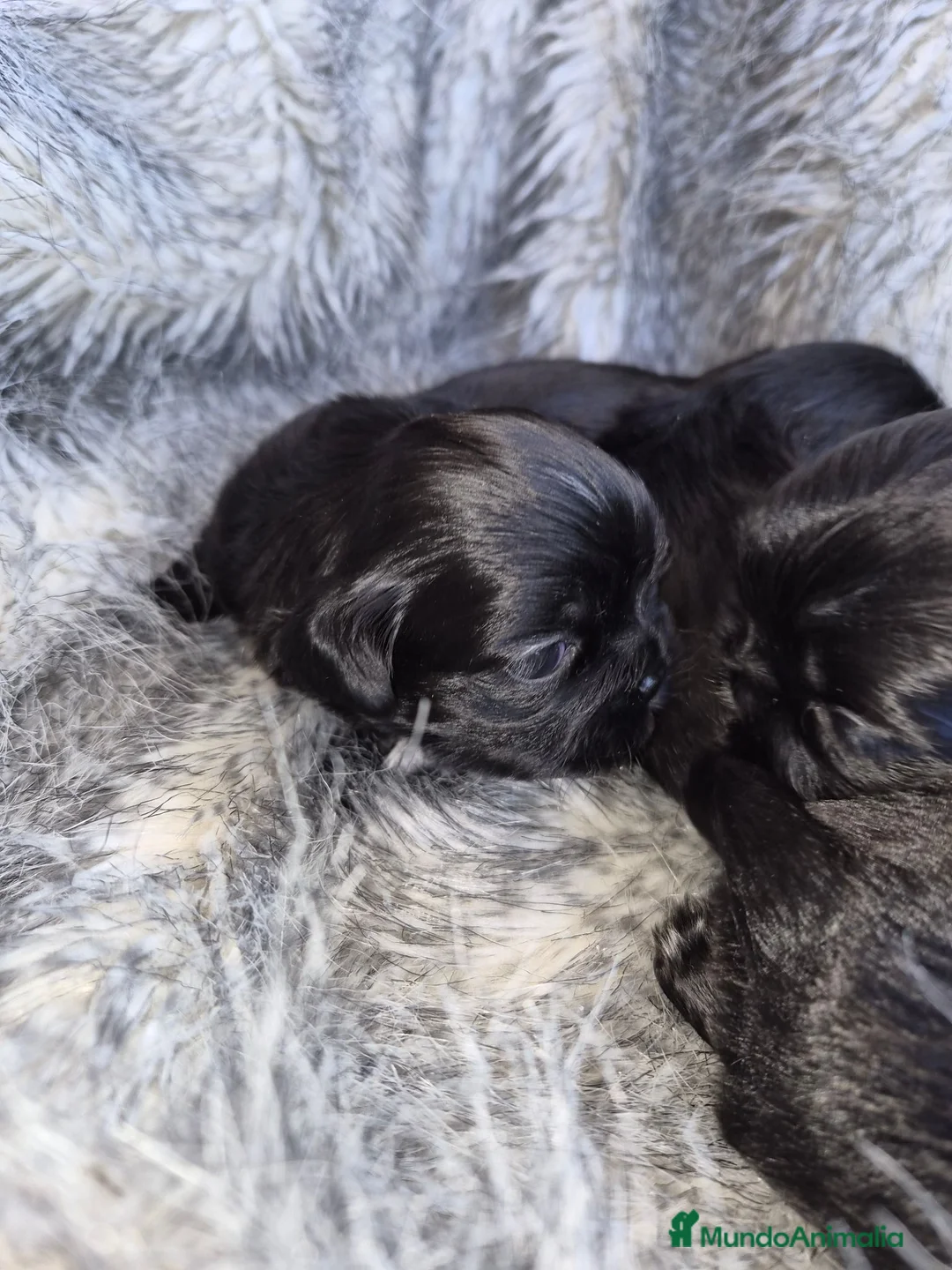 Shih Tzu perros en venta: Exclusivos shih tzus - Anuncio 1