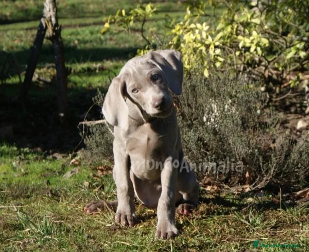 Imagen de galería {{count}}