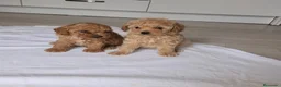 Caniche Toy perros en venta: Caniche toy - Anuncio 5