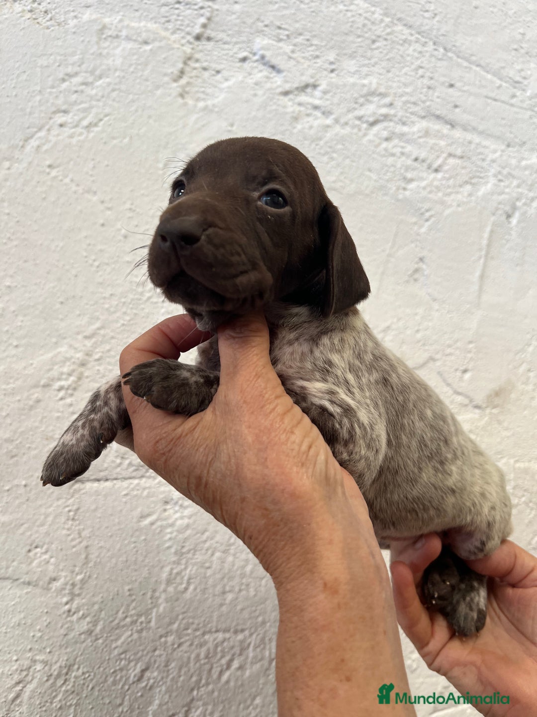 Braco Alemán de Pelo Corto perros en venta: Camada Braco Alemán  - Imagen 2