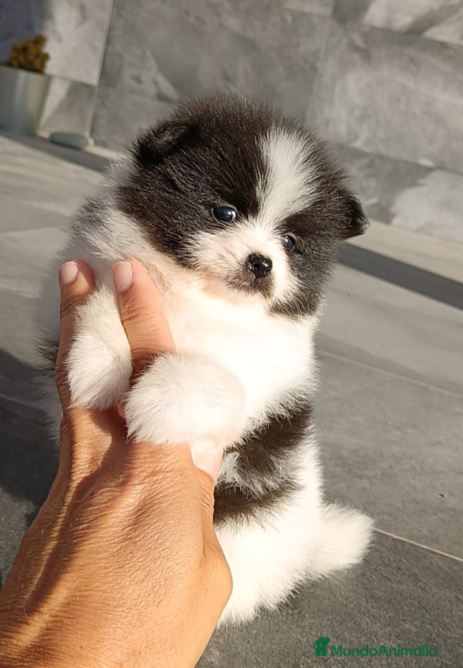 Pomerania perros Pomerania  - Anuncio 1