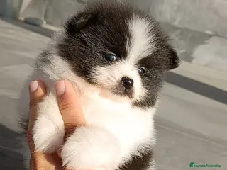 Pomerania perros Pomerania - Anuncio 1