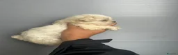 Bichón Maltés perros en venta: BICHÓN MALTÉS  - Anuncio 2