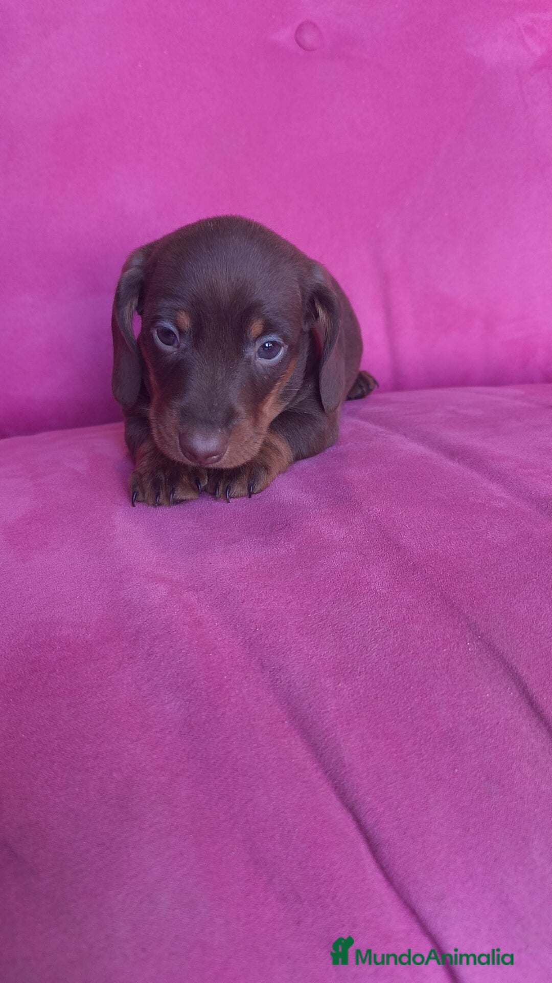 Teckel Miniatura perros en venta: Teckel Kanichen chocolate macho y hembra  - Anuncio 4