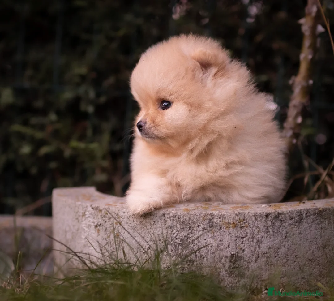 Pomerania perros en venta: Camada Pomerania Toy crema - Anuncio 4