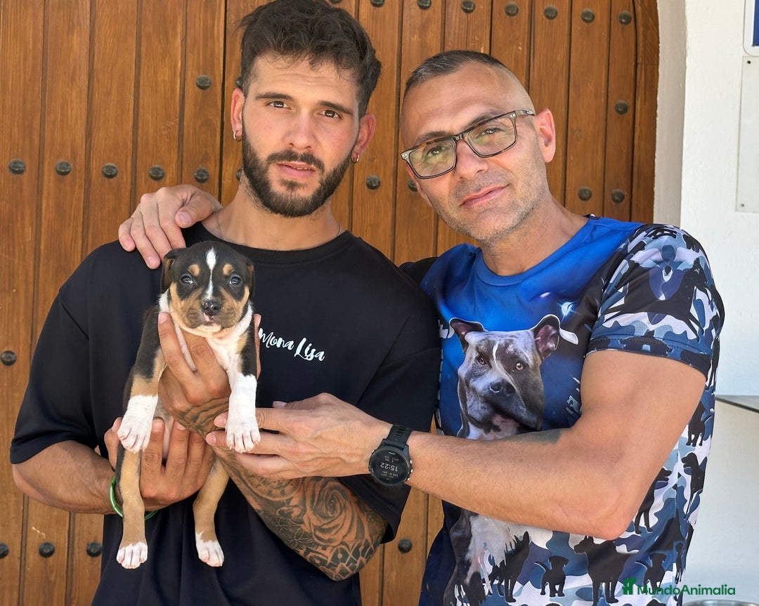 American Staffordshire-Terrier perros en venta: American Stanford, mis pequeños - Imagen 14