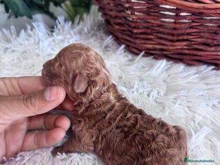 Caniche Toy perros - Anuncio 1