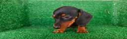 Teckel Miniatura perros en venta: teckel miniatura - Anuncio 9