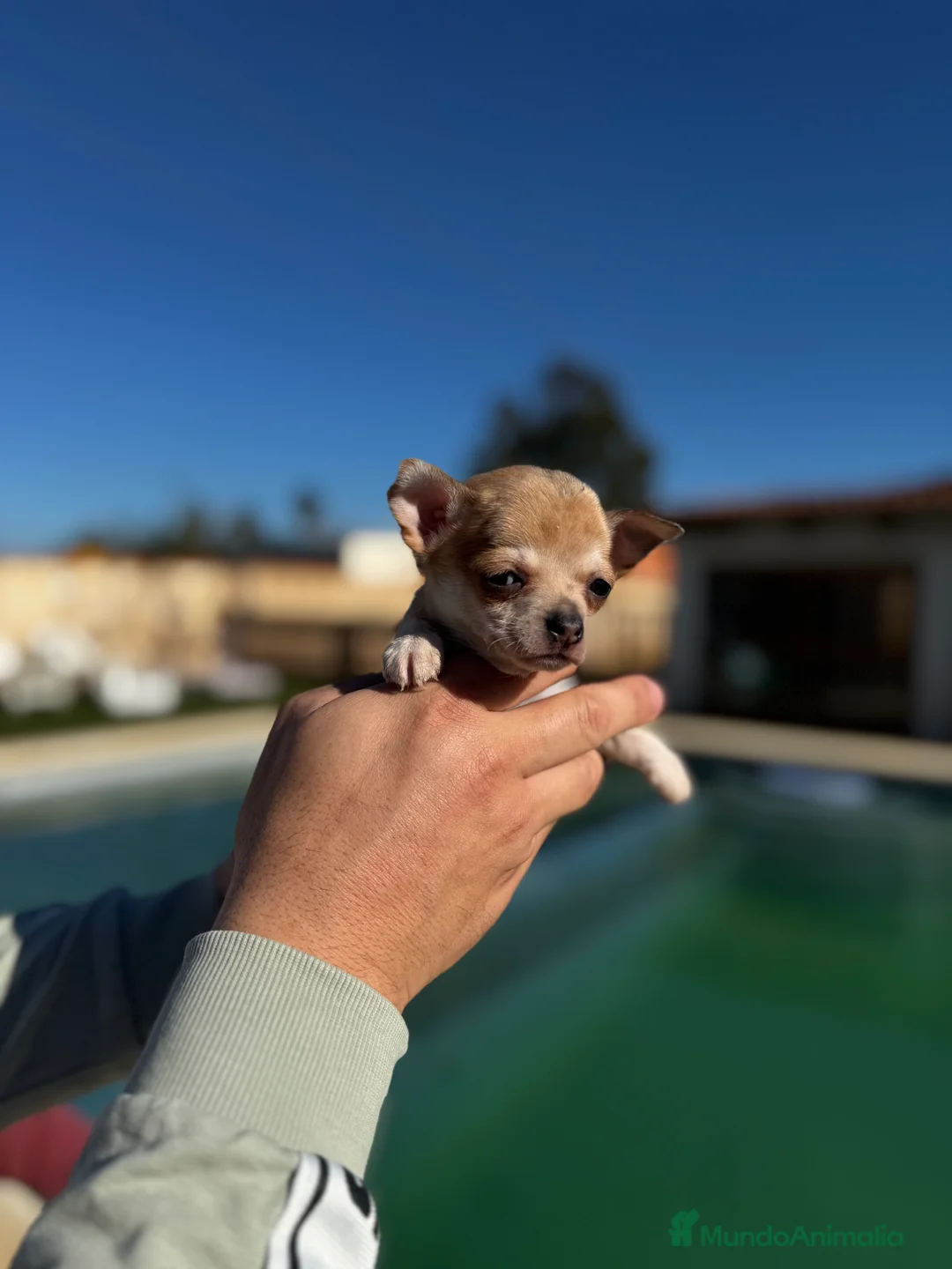 Chihuahua perros en venta: Chihuahuas  en Illes Balears - Anuncio 16