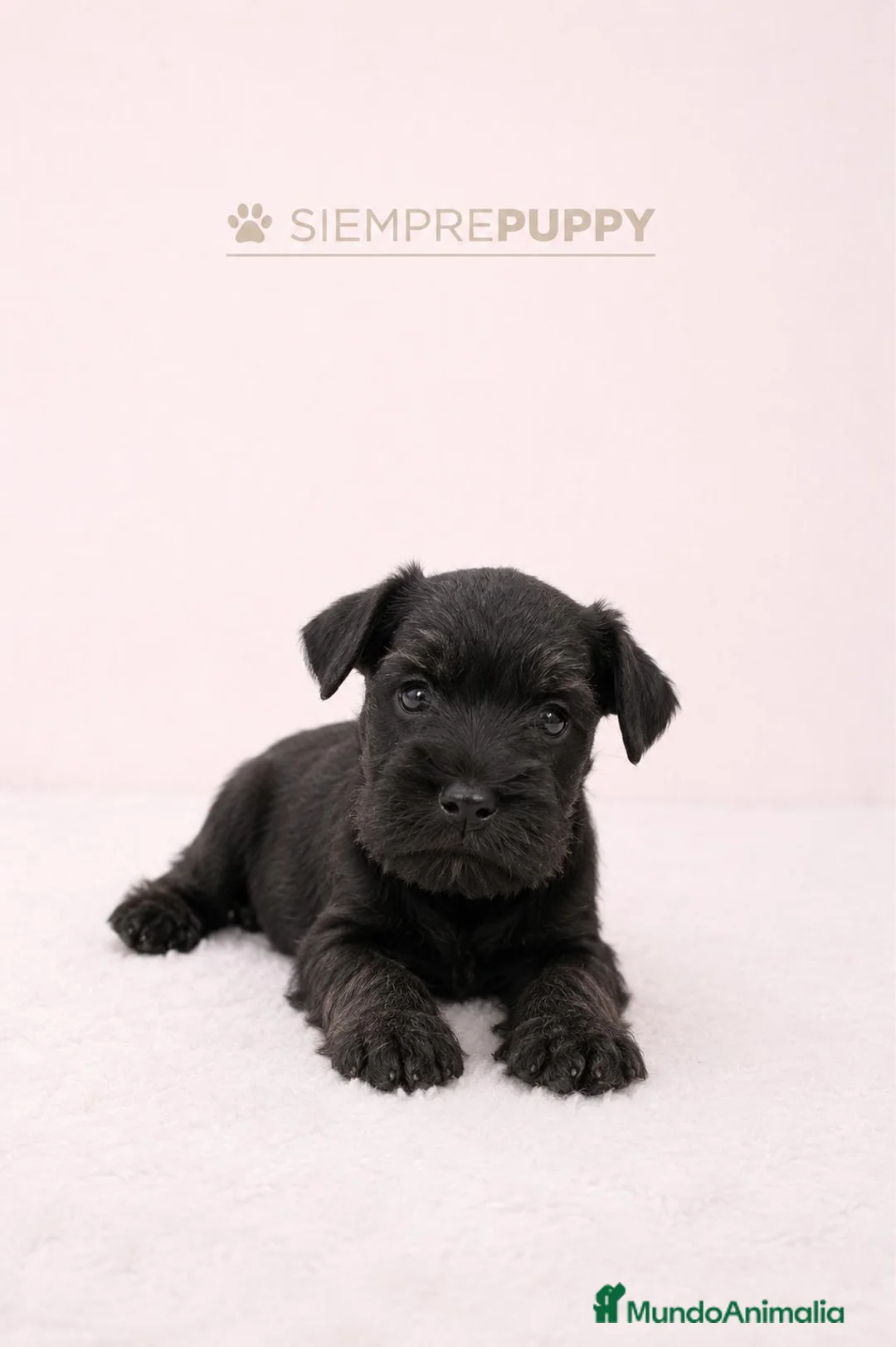 Schnauzer Miniatura perros en venta: SCHNAUZER MINI  - Anuncio 1
