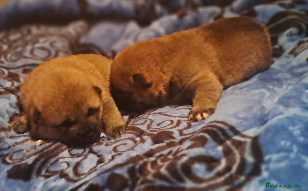 Shiba Inu perros en venta: Shiba inu  - Anuncio 1