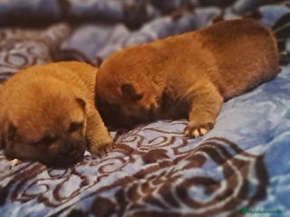 Shiba Inu perros Shiba inu - Anuncio 1