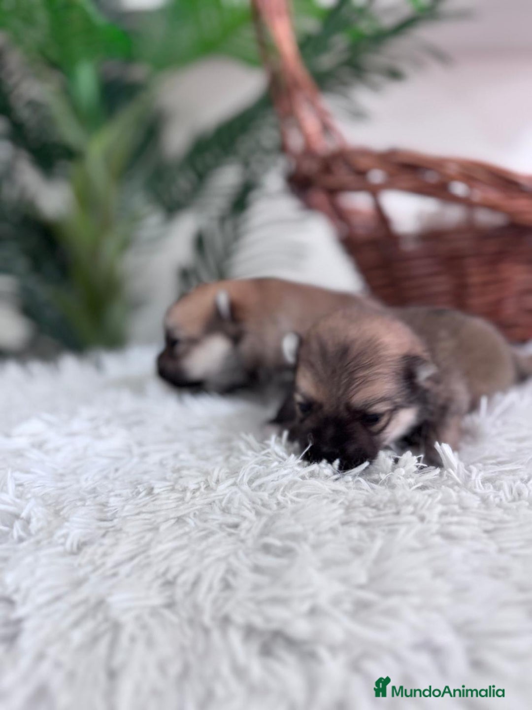 Pomerania perros en venta: POMERANIA MACHO - Imagen 3