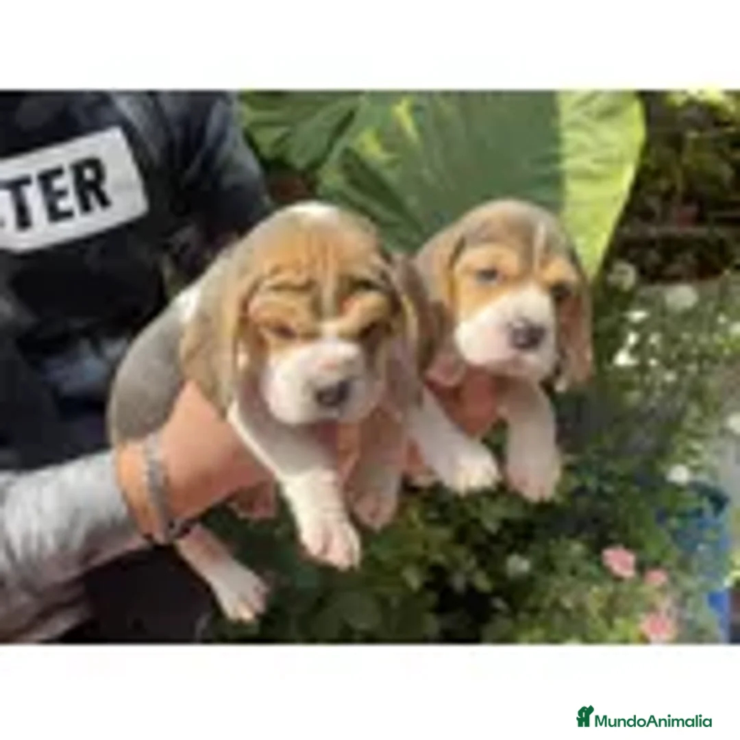 Beagle perros en venta: Beagle preciosos puppy !! - Anuncio 2