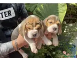 Beagle perros Beagle preciosos puppy !! - Anuncio 3