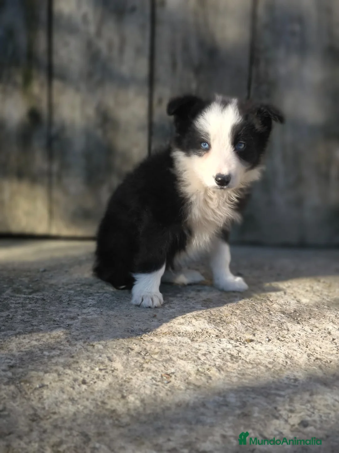 Border Collie perros en venta: Cachorro border collie ojos azules! - Anuncio 4