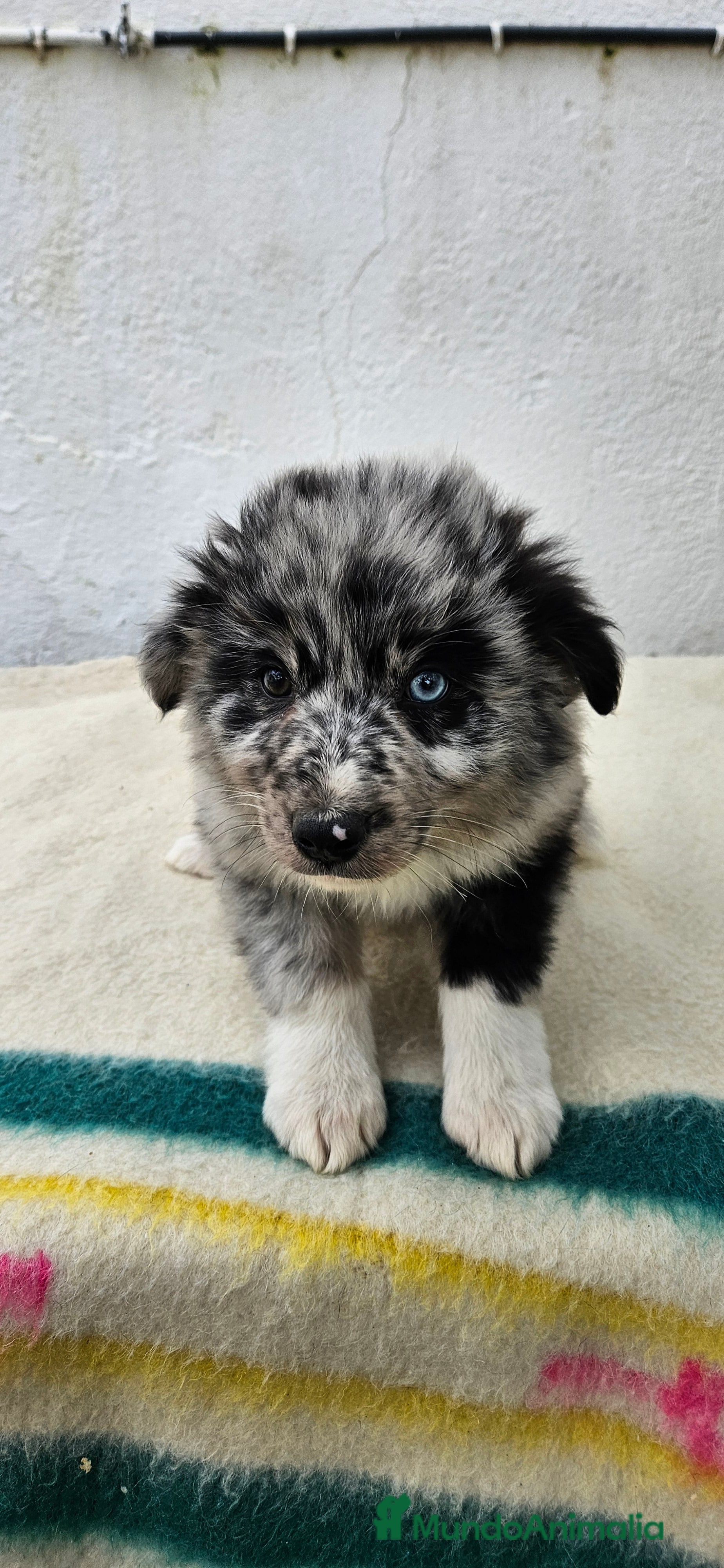Border Collie perros Excelente cachorra border collie  - Anuncio 1