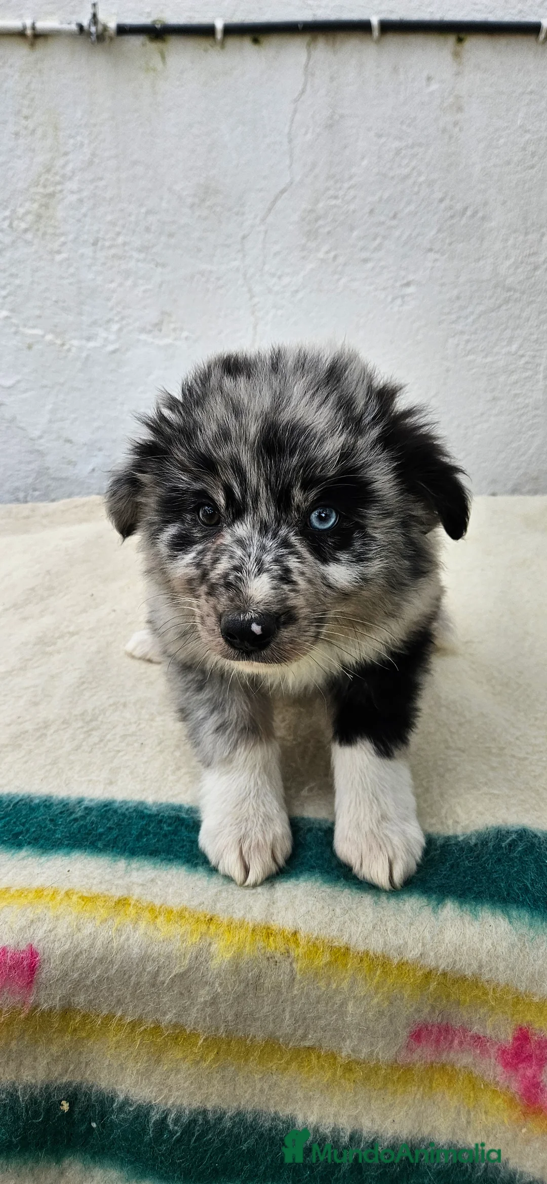 Border Collie perros en venta: Excelente cachorra border collie  - Anuncio 1