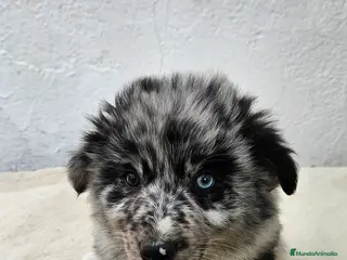Border Collie perros Excelente cachorra border collie - Anuncio 1