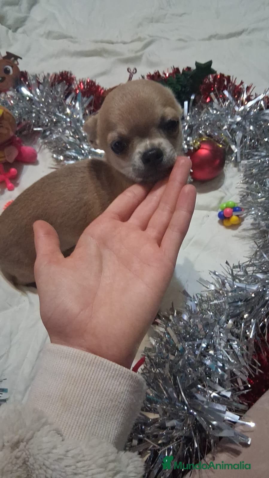 Chihuahua perros Preciosa chihuahua super toy de 5 meses  - Anuncio 3