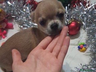 Chihuahua perros Preciosa chihuahua super toy de 5 meses - Anuncio 1