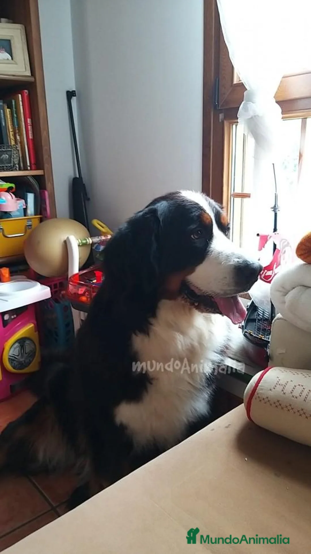 Imagen de galería {{count}}