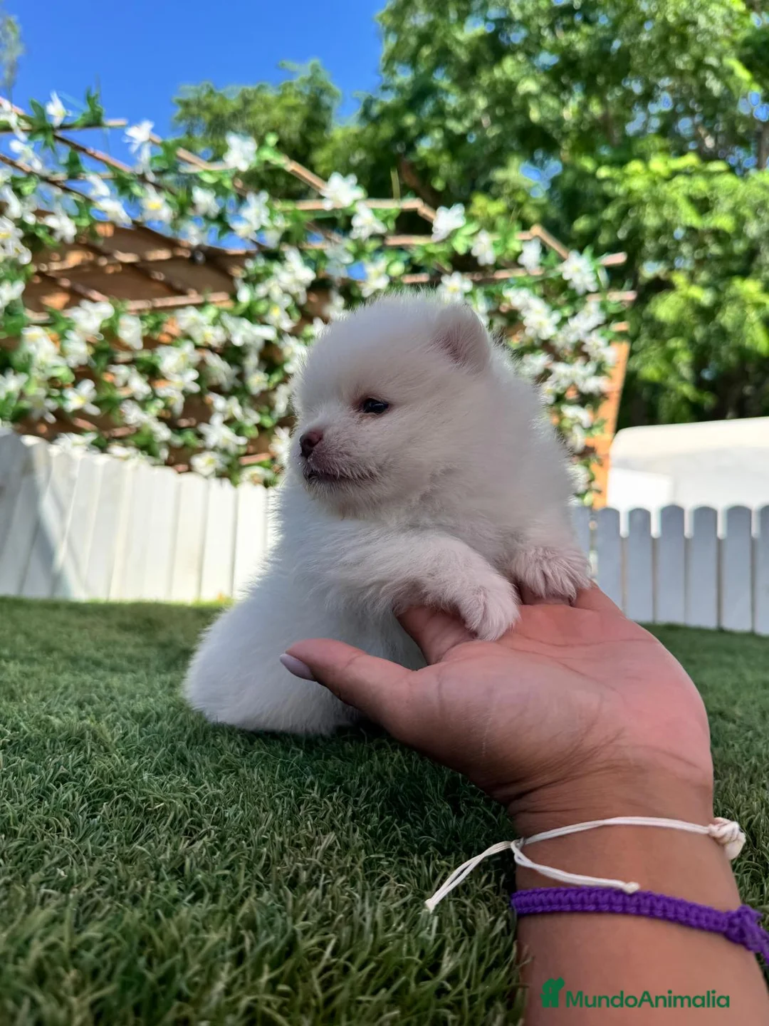 Pomerania perros en venta: POMERANIA - Anuncio 2