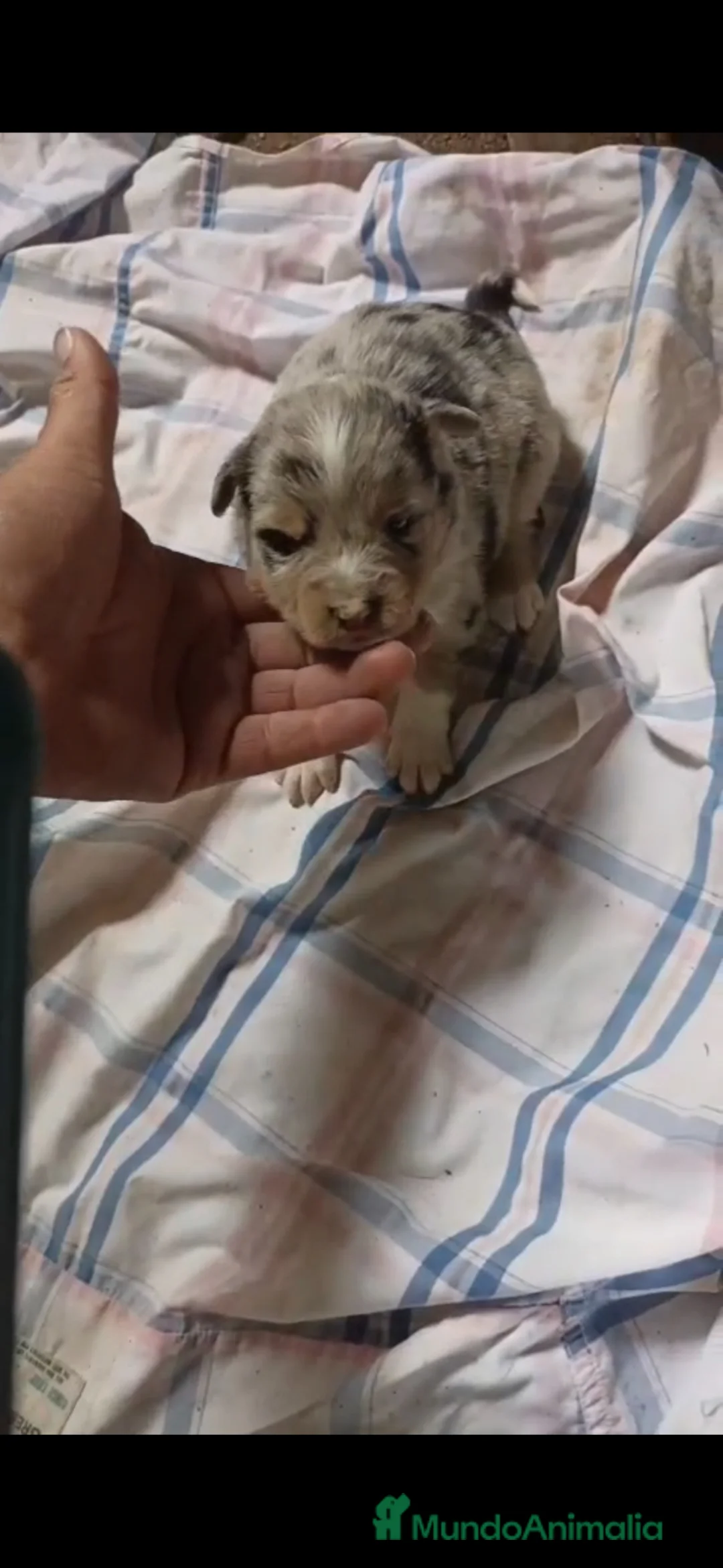 Border Collie perros en venta: Border collie - Anuncio 2