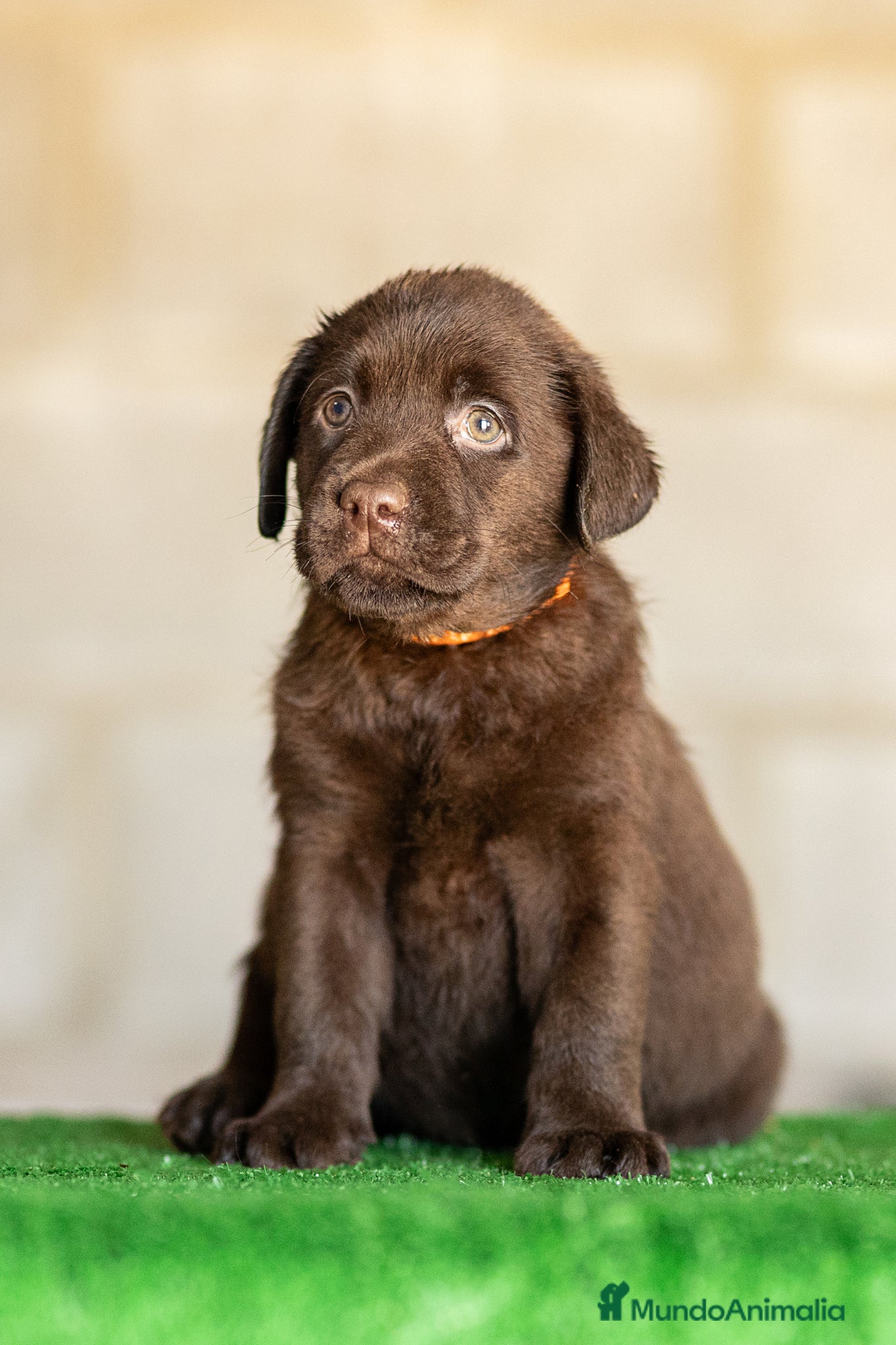 Labrador Retriever perros en venta: LABRADOR CHOCOLATE DISPONIBLE - Anuncio 12