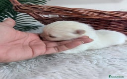 Pomerania perros en venta: POMERANIA HEMBRA - Imagen 6