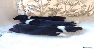 Border Collie perros - Propaganda 4