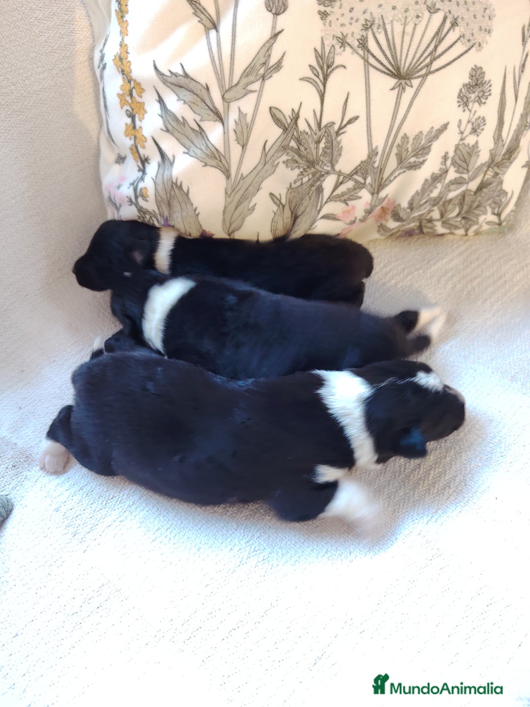 Border Collie perros en venta: Cachorros border collie - Imagen 3