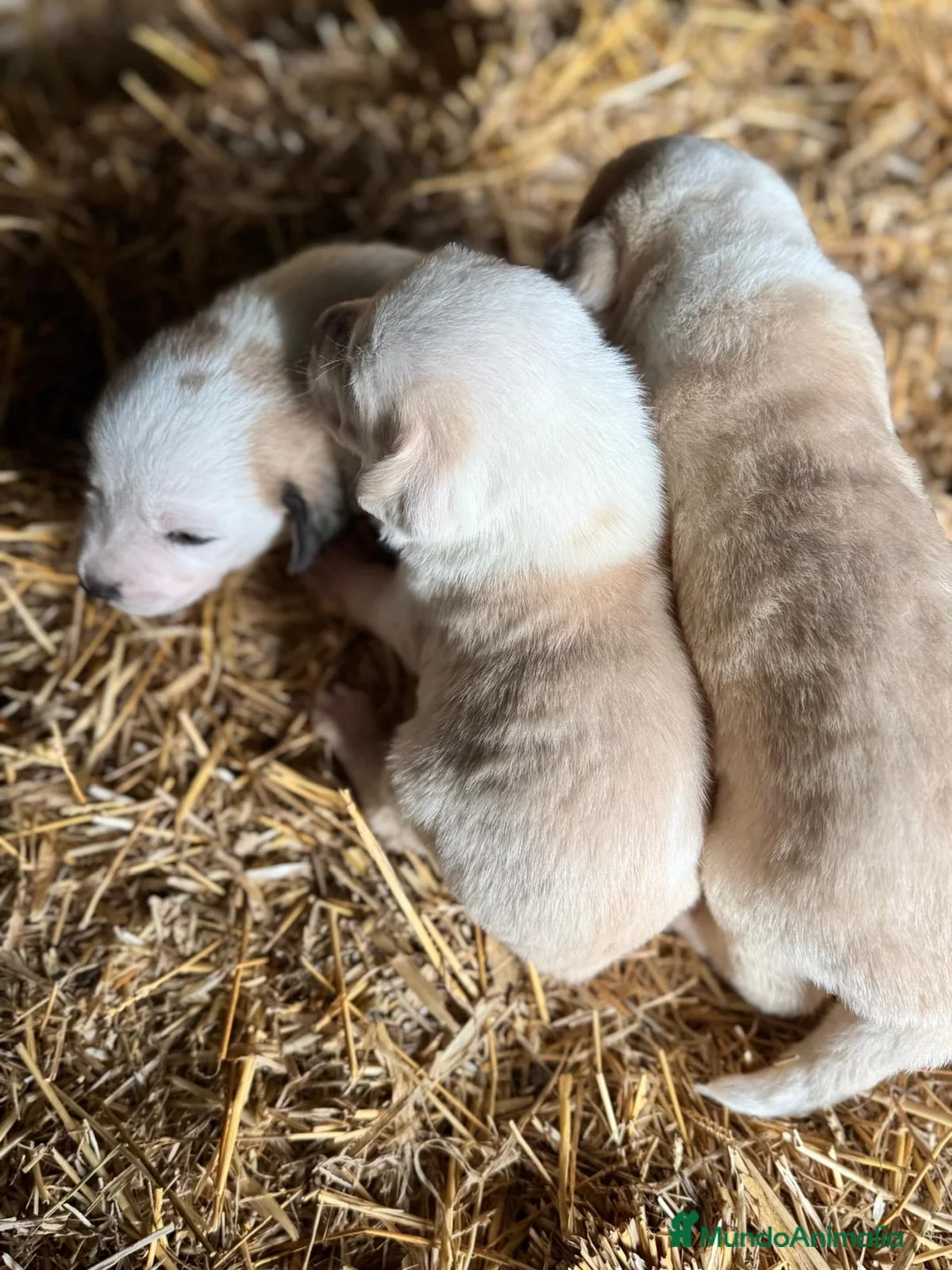 Mastín Español perros en venta: MASTIN ESPAÑOL - Anuncio 9