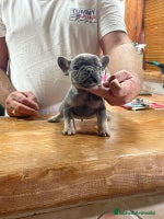 Bulldog Francés perros - Anuncio 6