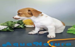 Jack Russell Terrier perros en venta: Jack Russel Hembra JMU 7731 AQUANATURA - Imagen 6