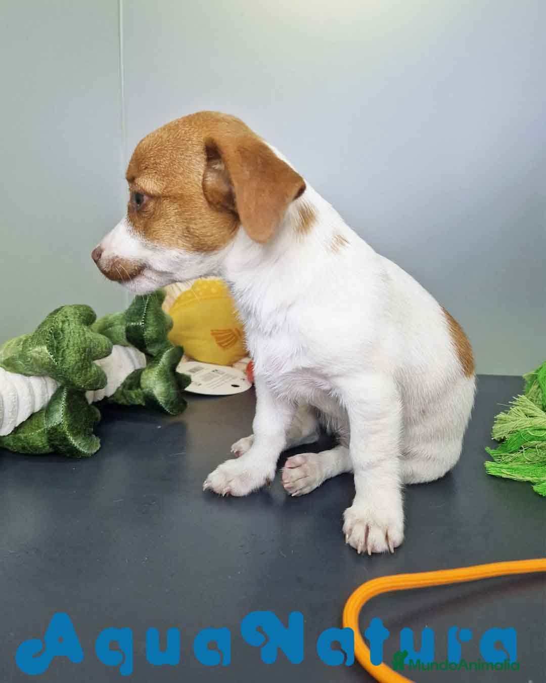Jack Russell Terrier perros en venta: Jack Russel Hembra JMU 7731 AQUANATURA - Imagen 6
