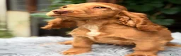 Cocker Spaniel Inglés perros en venta: Cocker inglés de gran calidad  - Anuncio 11