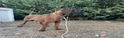 Sabueso de Sangre de Baviera perros en venta: Sabueso de sangre baviera - Anuncio 4