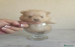 Pomerania perros en venta: CAMADA DE POMERANIA  - Imagen 2