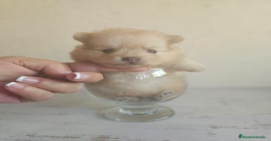 Pomerania perros - Anuncio 8
