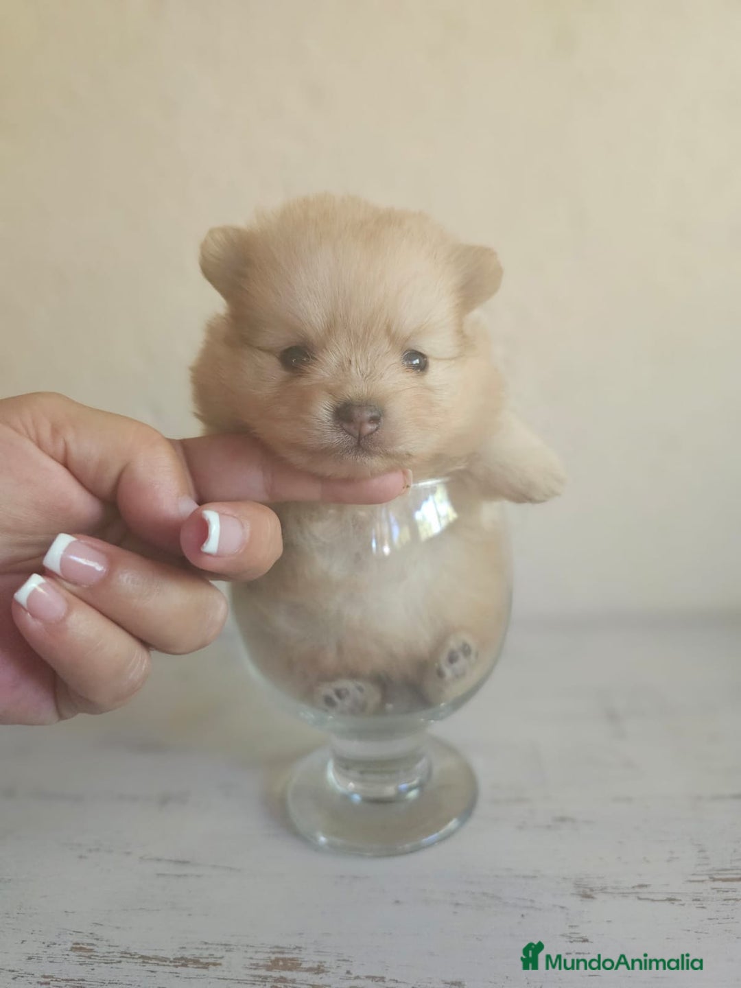 Pomerania perros en venta: CAMADA DE POMERANIA  - Imagen 2
