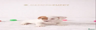 Jack Russell Terrier 3