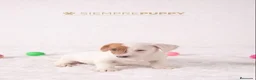 Jack Russell Terrier perros en venta: ADORABLES CACHORRITOS JACK RUSSELL - Anuncio 2