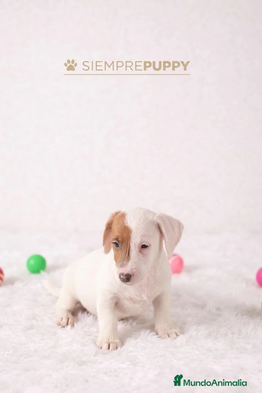 Jack Russell Terrier perros en venta: ADORABLES CACHORRITOS JACK RUSSELL - Anuncio 2