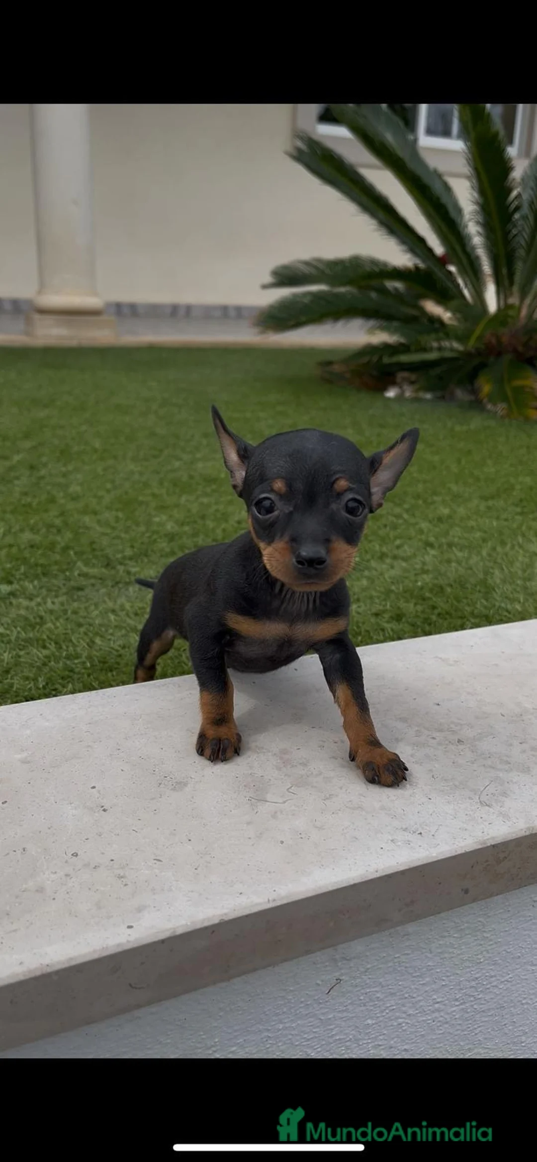 Ratón de Praga perros en venta: Ratón de Praga  - Anuncio 1