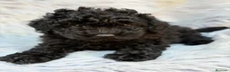 Caniche Toy perros en venta: CANICHE TOY NEGRO Y CREMA - Anuncio 5