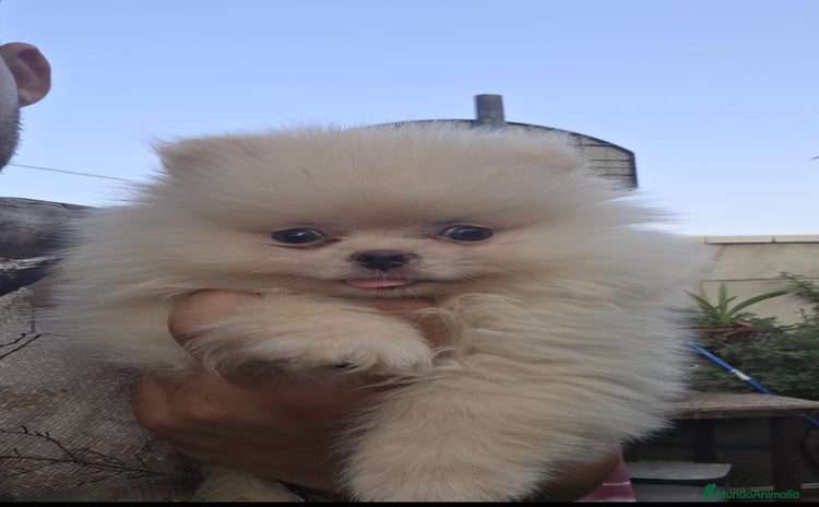Pomerania perros - Anuncio 1