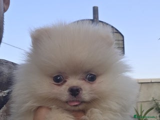 Pomerania perros - Anuncio 37