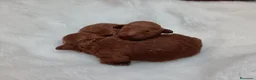 Caniche Toy perros en venta: CACHORROS DE CANICHES TOY - Anuncio 3