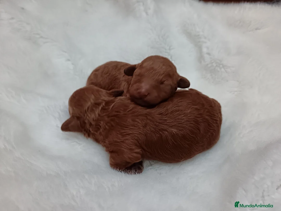 Caniche Toy perros en venta: CACHORROS DE CANICHES TOY - Anuncio 3